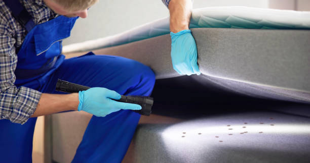 Best Termite Control Services  in New River, AZ