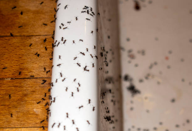 Best Insect Control  in New River, AZ